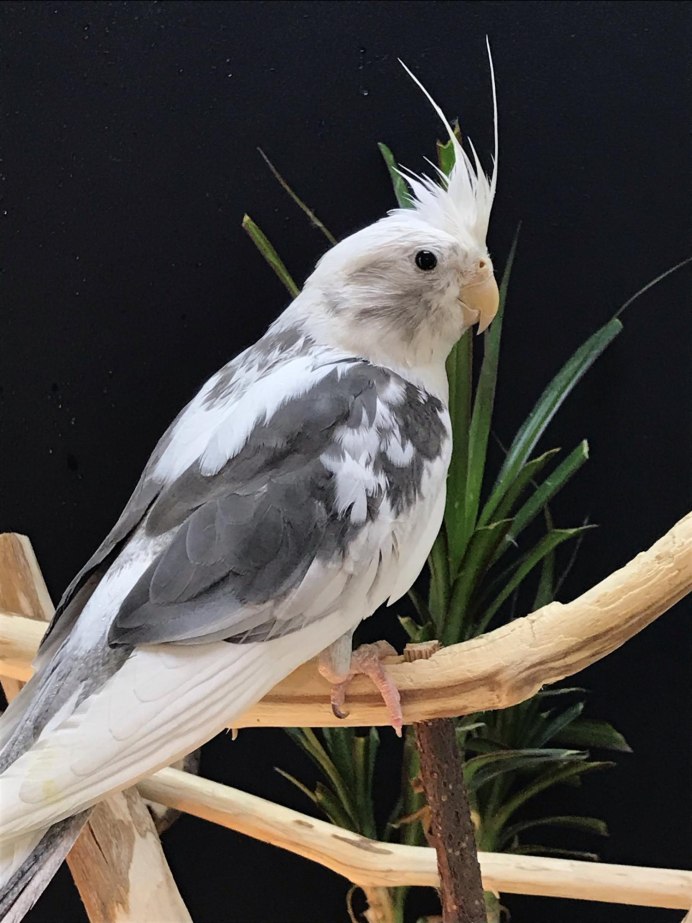 Попугай корелла