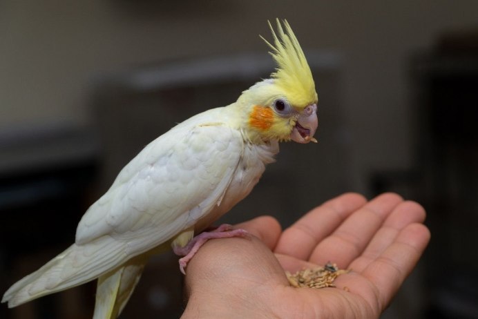 Корелла Арлекин