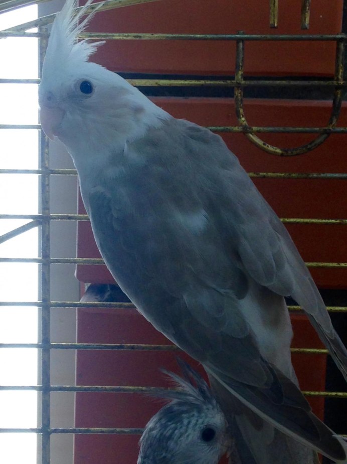 Обои на рабочий стол корелла