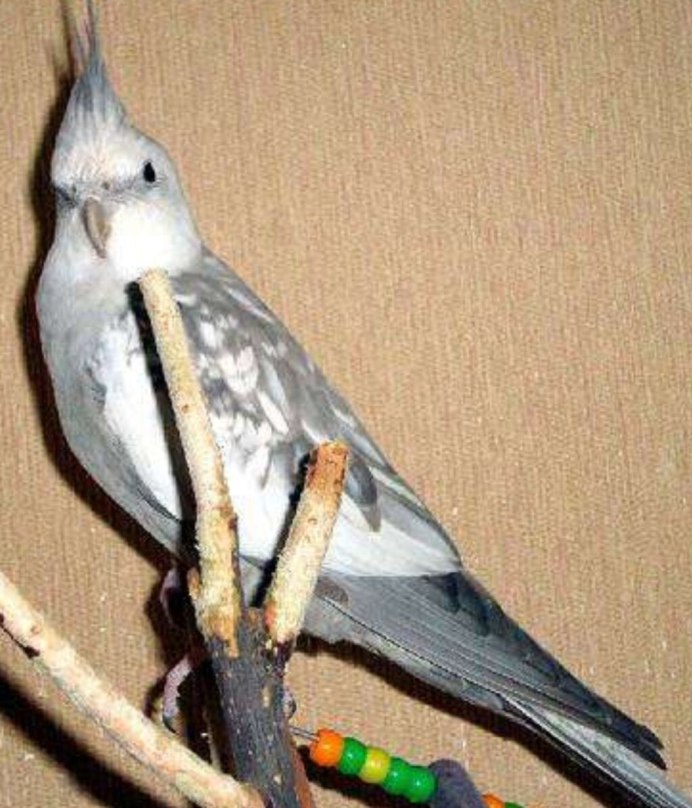 Попугай ара и корелла