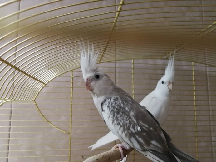 Корелла Арлекин