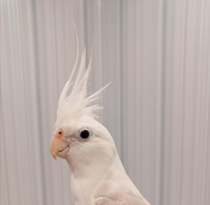 Корелла попугай альбинос