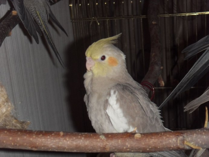 Корелла панк