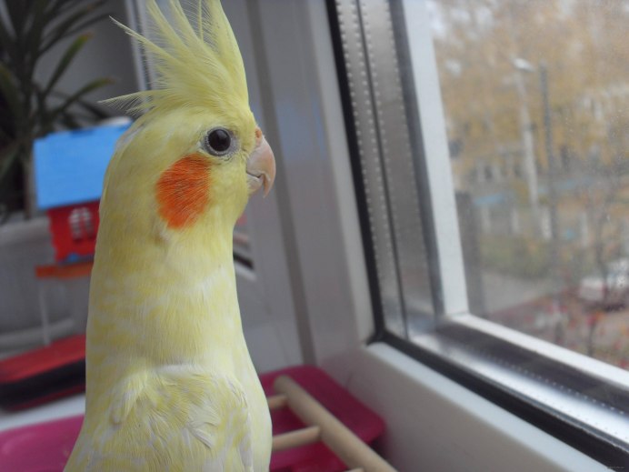 Домашний попугай с короной