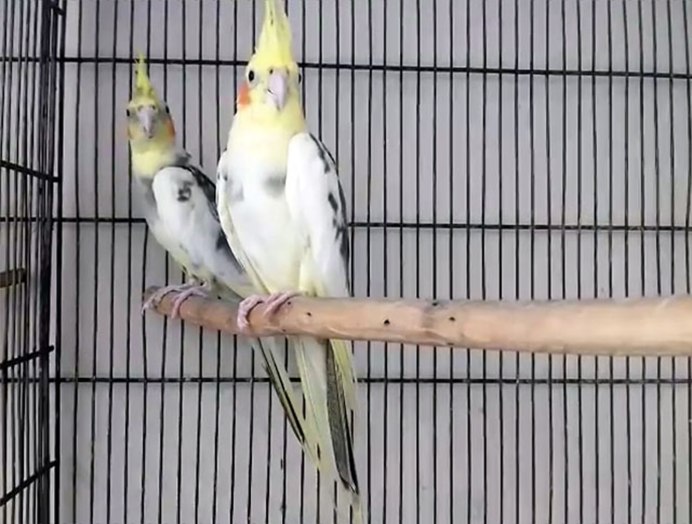 Корелла попугай альбинос