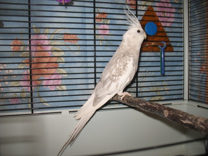 Корелла попугай альбинос