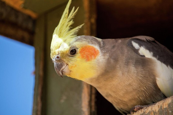 Корелла попугай безщёкий