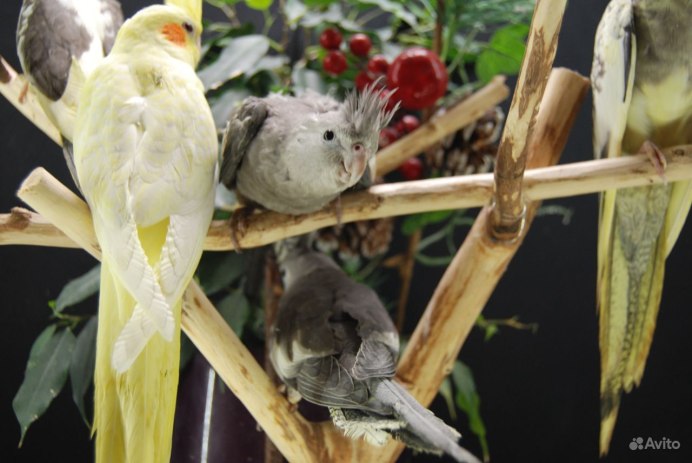 Восковица у кореллы