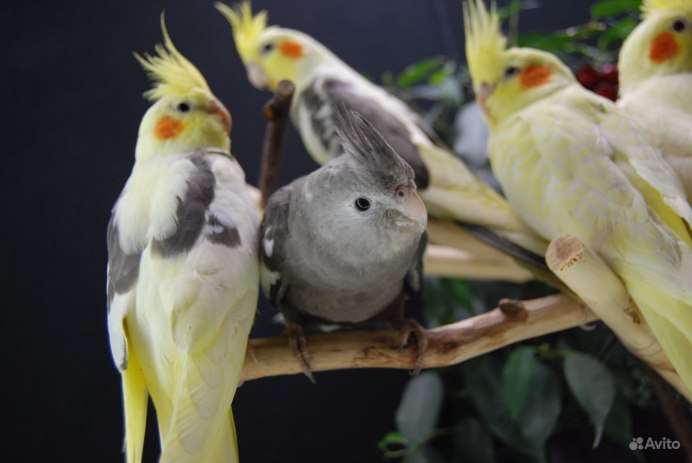 Белолицая корелла