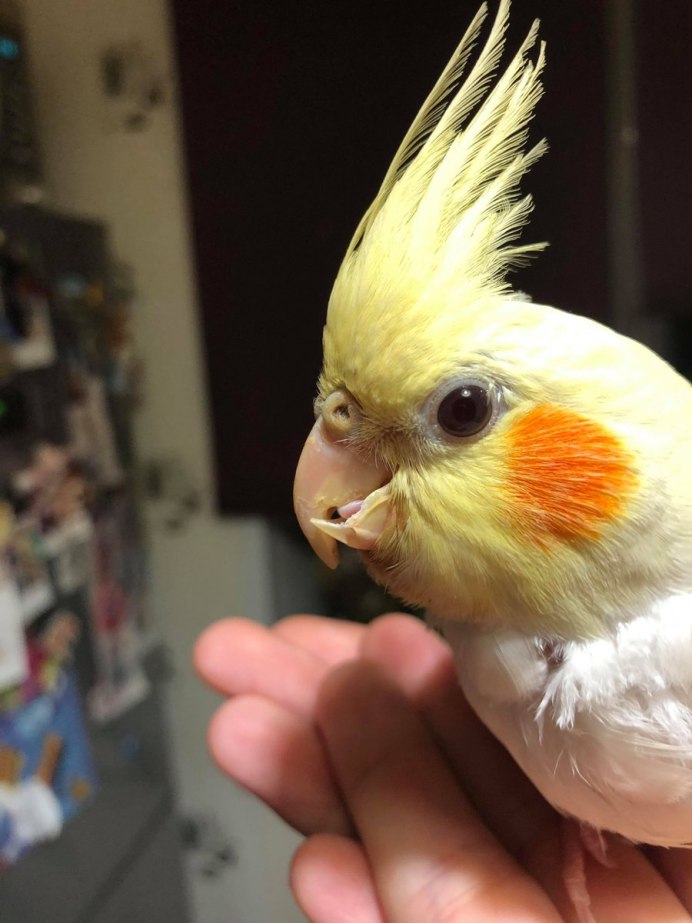 Арлекин попугай корелла