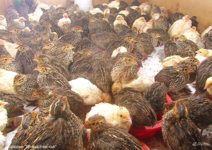 Турецкая Перепелка