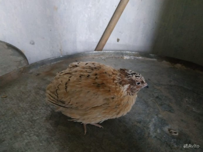 Порода перепелов смокинговые