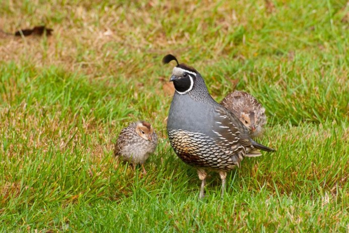 Перепелка птица