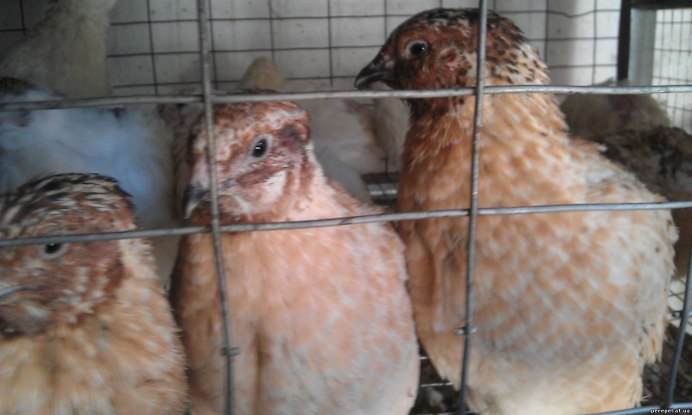 Перепел Техасский фараон