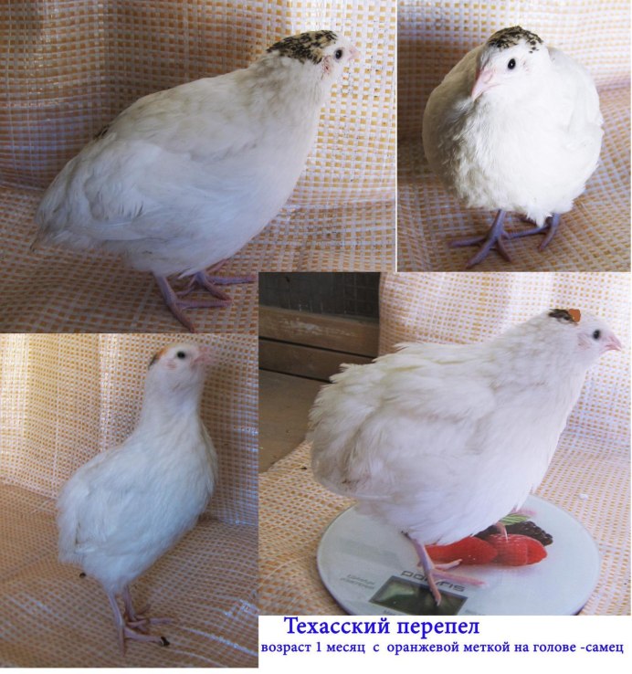 Расписной перепел среда обитания