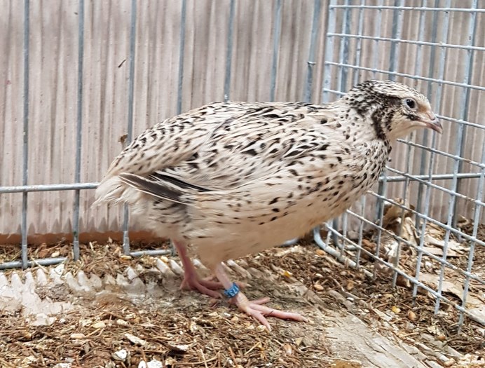 Перепел Феникс самец и самка