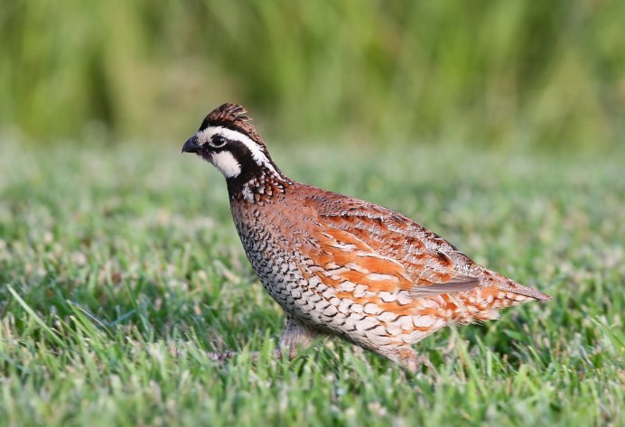 Калифорнийский перепел