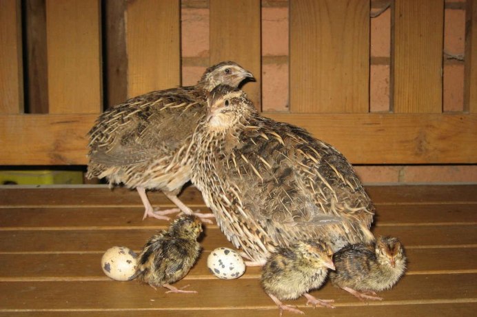 Перепела японской породы фото