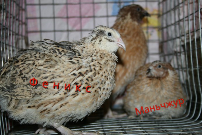 Вирджинский перепел