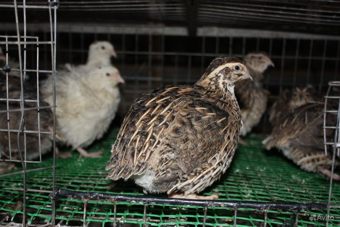 Маньчжурский перепел самец