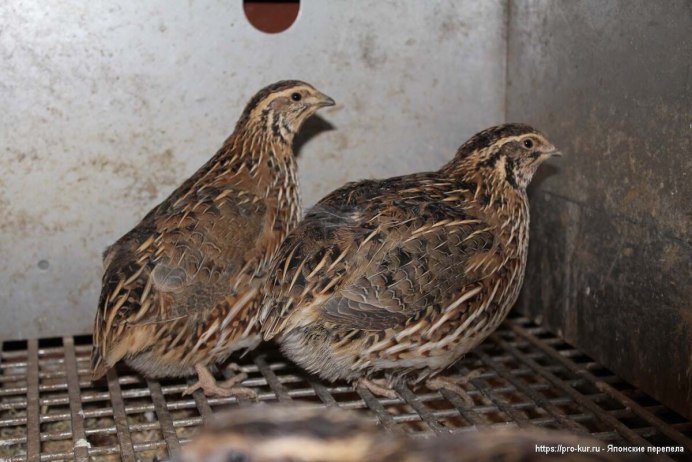 Перепелка Дикая