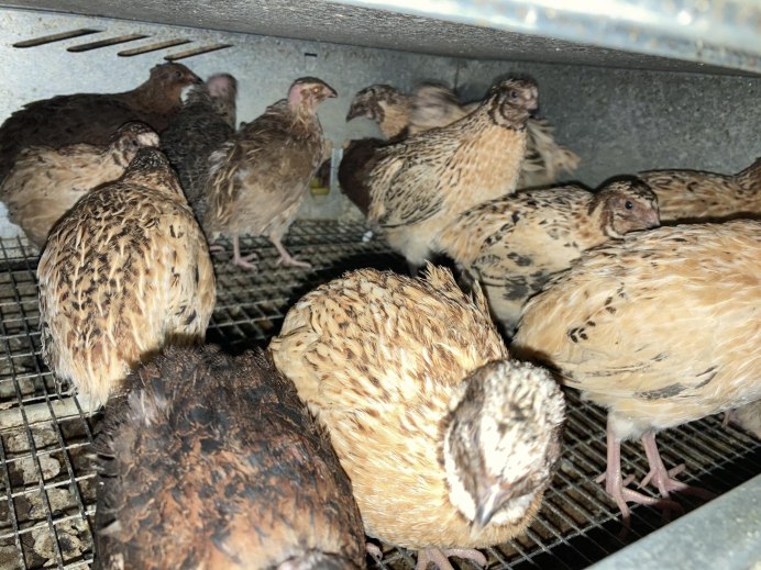 Перепела много