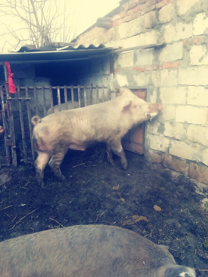 Перепел-Арлекин / Coturnix delegorguei