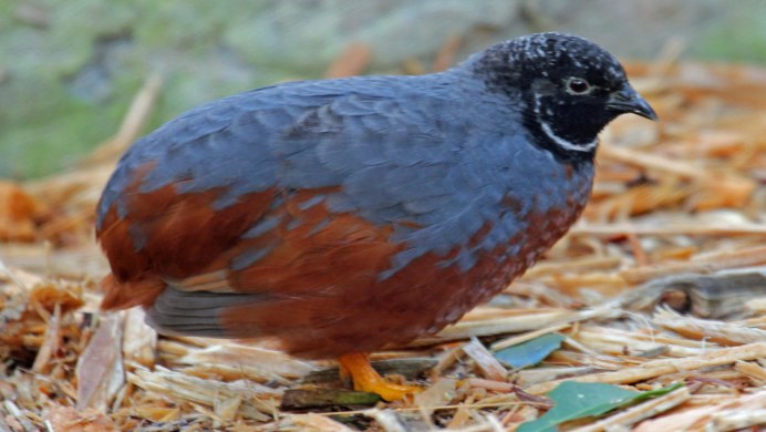 Самец перепелки