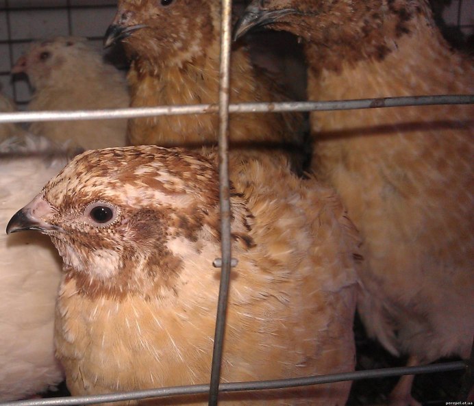 Серая куропатка с птенцами