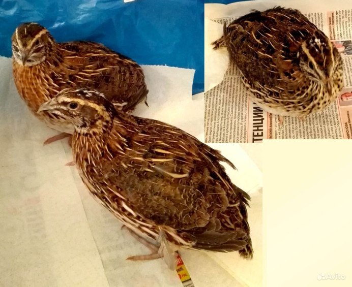 Перепела самцы