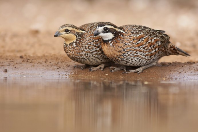 Перепела Феникс пол