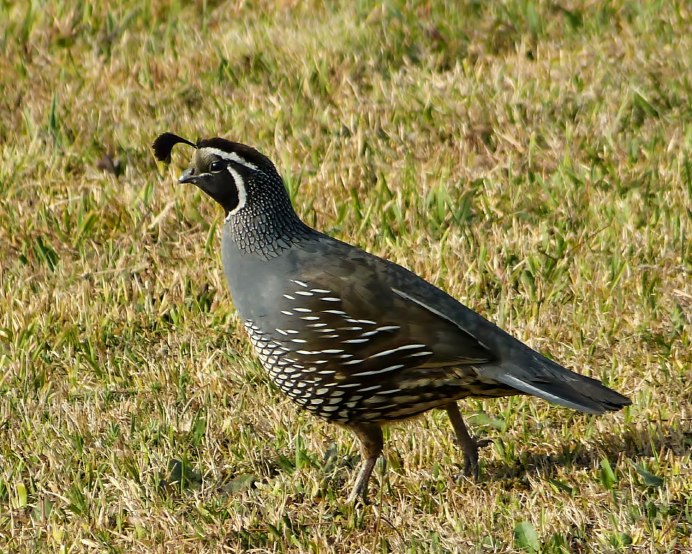 Эстонский перепел