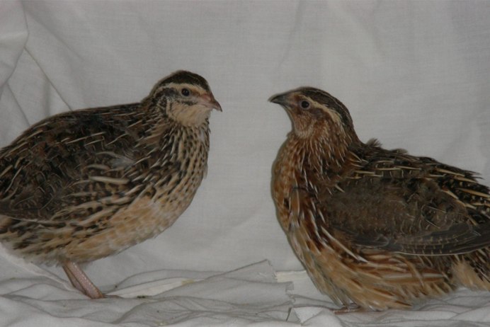 Перепелка красный фараон