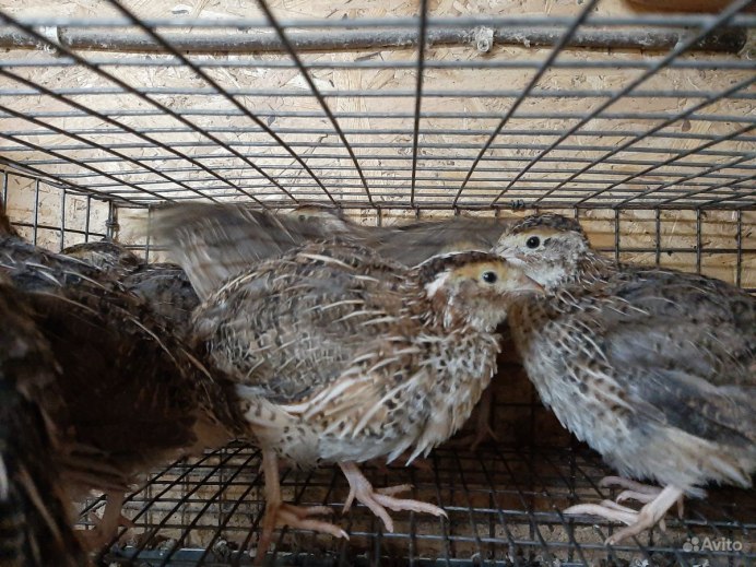 Самец перепелки