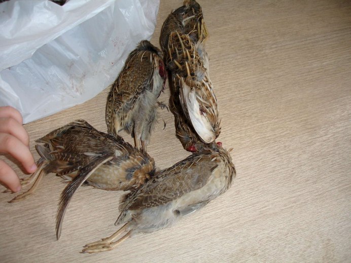 Коростель птица