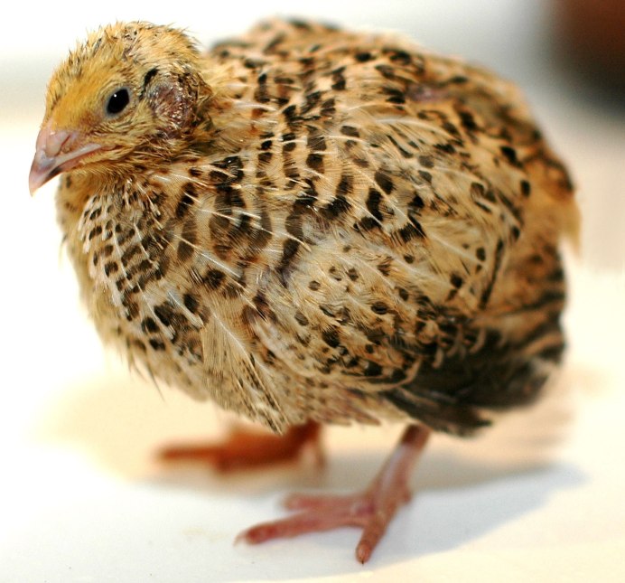 Пухлая Перепелка фараон