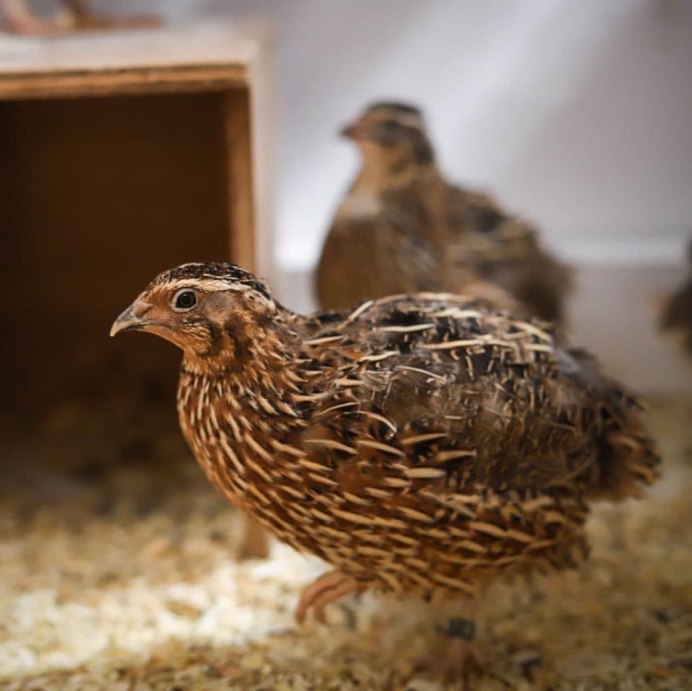 Перепелка красный фараон