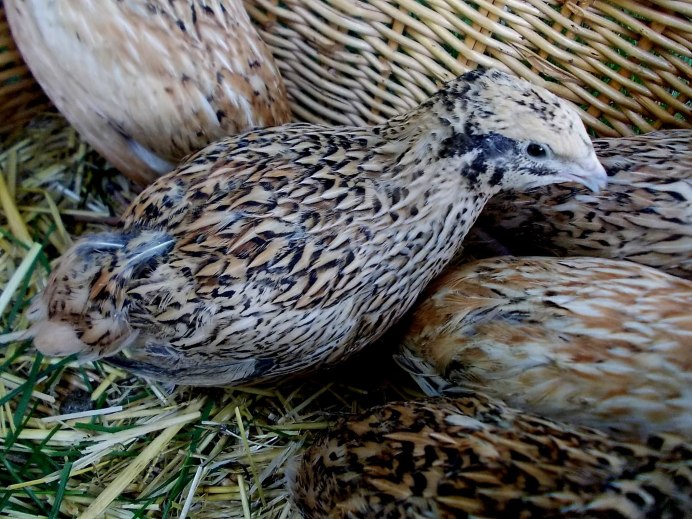 Перепелки породы фараон