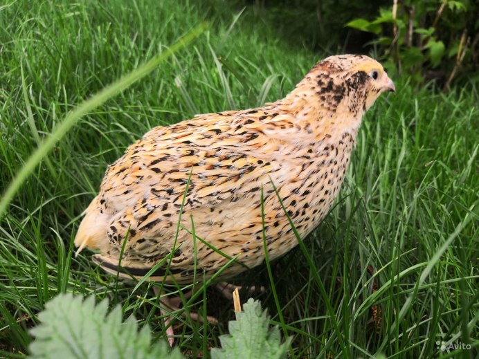 Обыкновенный перепел самец