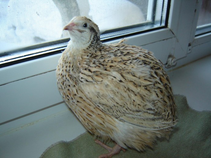 Маньчжурский золотистый перепел