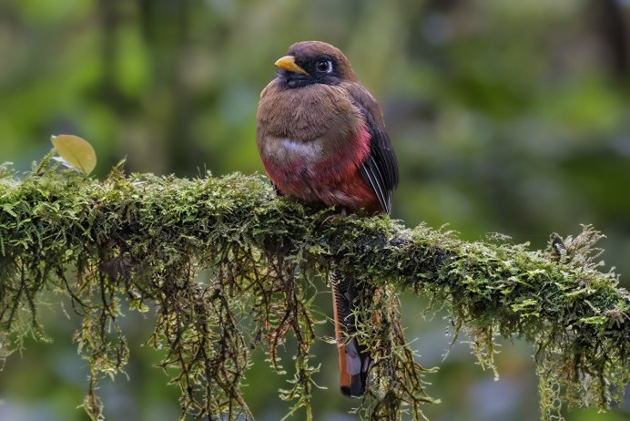 Птица Вишневка