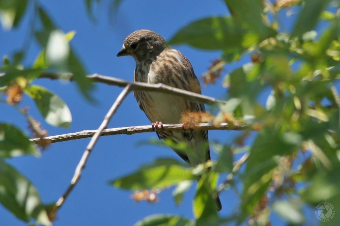 Мухоловка пеструшка самка
