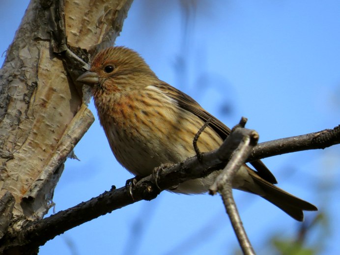 Птицы в летнем лесу