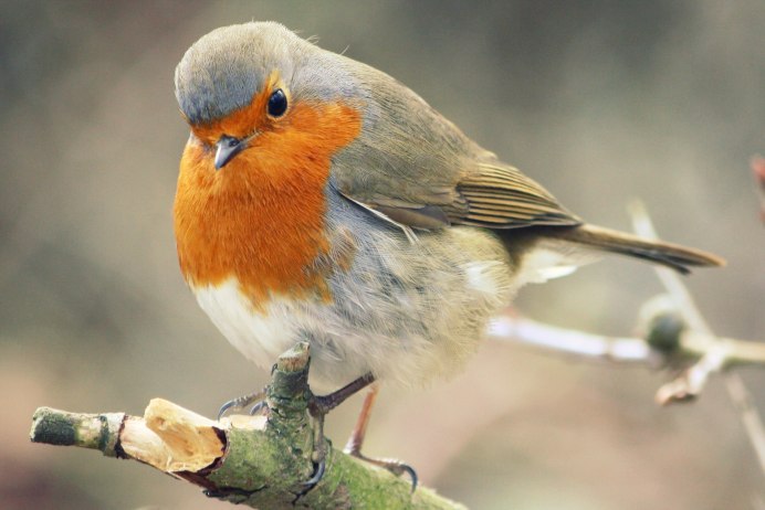 Черная птичка с длинным клювом