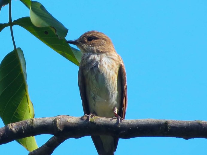 Серая птица Кузбасс