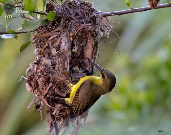 Белая синица длиннохвостая