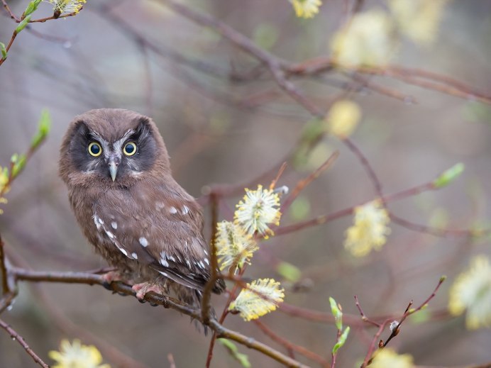 Алтайский заповедник урагус