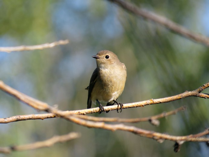 Маленькие птицы