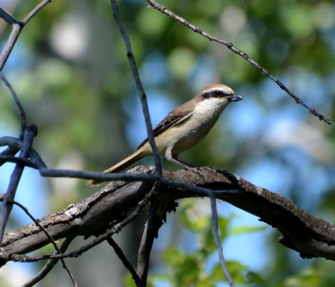Свиристель клюв