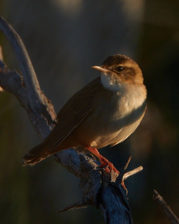 Птицы Екатеринбурга
